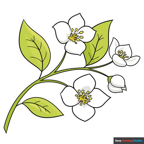 jasmine flower drawing